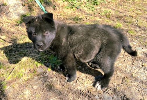 금왕동물병원_443447202501150